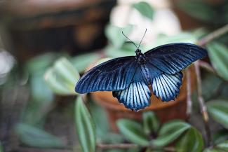 Breathe With Me Image of Butterfly